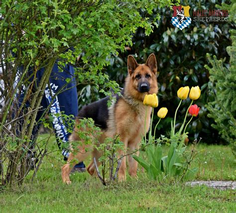 Mit hund im bulli und wohnwagen unterwegs. SOLD: Young SV Female: Asia Veracruz, (Germany Kennel) - German Shepherd Breeder Puppies For ...