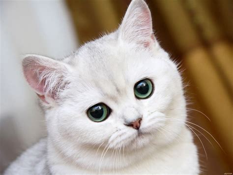 White Cute Cat Big Eyes Animal Art Huge Print Poster