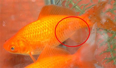 Common Problems In Goldfish Goldfish Ich Diseases Goldfish Care