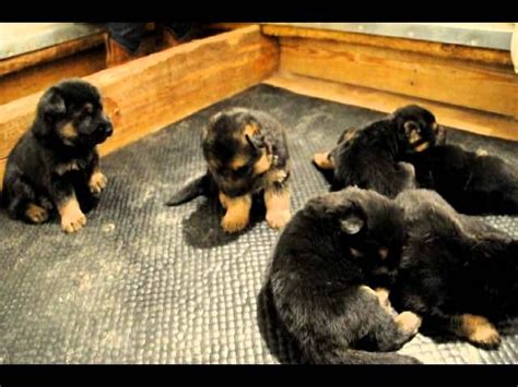 3 Week Old German Shepherd Puppies German Shepherd Planet Dog Images