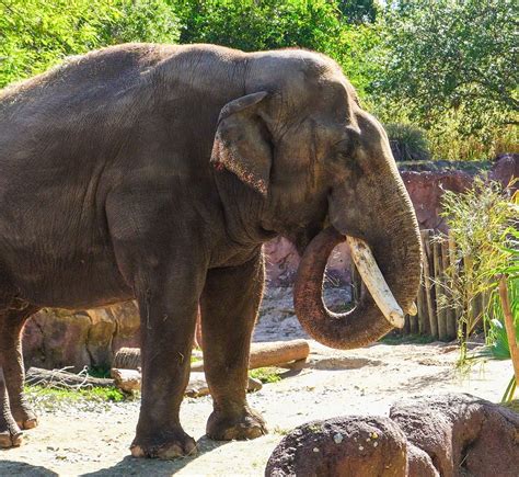 How Spike, the Smithsonian's Zoo Elephant, Moved 900 Miles in One Day