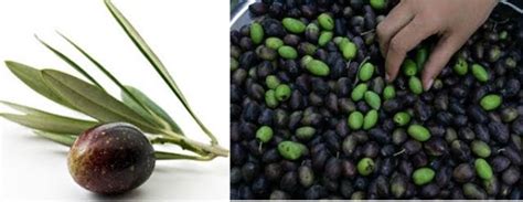 Minyak zaitun mengandungi banyak kelebihan kepada fungsi badan dan sistem imun badan. Herba & Tumbuhan: Buah Zaitun : Khasiat dan Keistimewaannya
