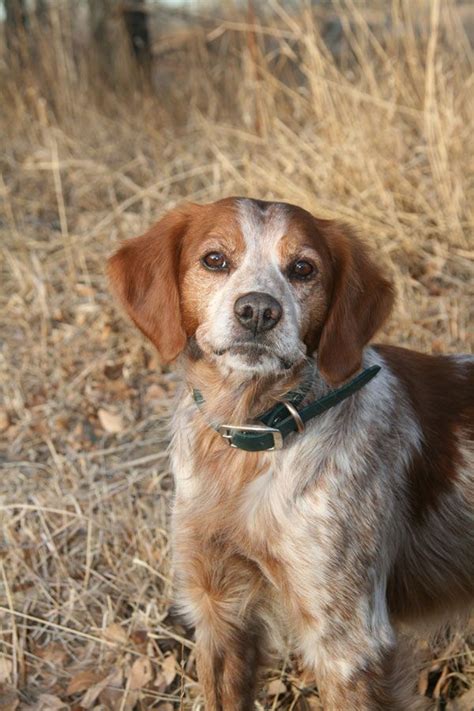 I put this article together to evaluate the pros and cons of this celebrated purebred, which oftentimes gets. Pin on French Brittany Dog