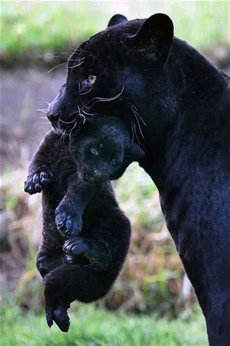 Black Panther With Cub Big Cats Pinterest Black Panther