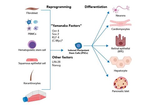 Induced Pluripotent Stem Cells Ipsc Novus Biologicals