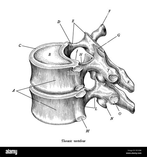 Thoracic Vertebra Lateral View Labeled