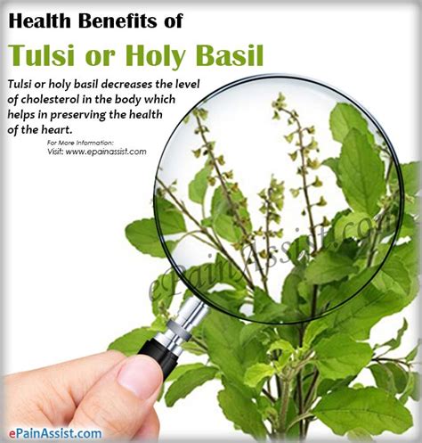 Health Benefits Of Tulsi Or Holy Basil Ocimum Sanctum