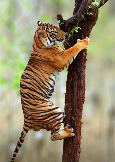 Tiger Climb Photo By Prabu Dennaga Wild Cats Animals Beautiful