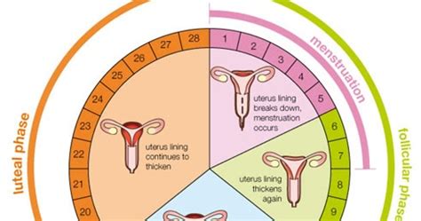 Kapan waktu berhubungan intim setelah haid agar cepat hamil? Senang Hamil: Maksud Keluar Darah Hitam Sebelum Dan ...