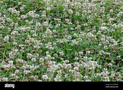 White Clover Trifolium Repens Stock Photo Alamy