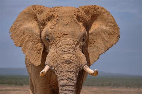 Facial Portrait Of Large African Elephant Bull Stock Photo Image Of South Dirt 141771116