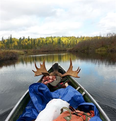 Moose Hunting A Little Bit Of Skill And A Whole Lot Of Luck Métis