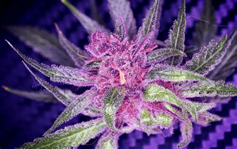 Purple Weed Buds