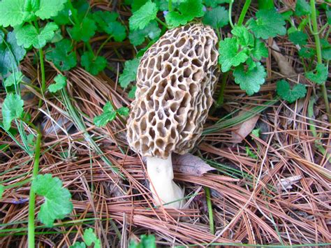 A Slice of Earthly Delight: Backyard Morel Mushrooms
