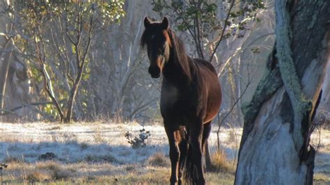 brumby cull victoria australian brumby association launches legal action to stop alpine