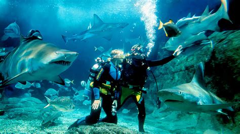 Dive With Sharks Melbourne Sea Life Aquarium Adrenaline