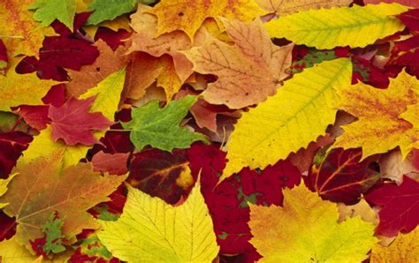 Autumn Leaves Changing Color Wallpapers