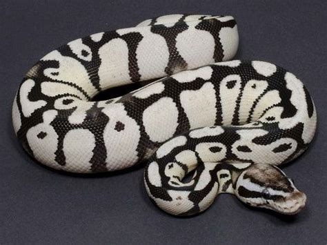 30 Beautiful Ball Python Morphs And Colors With Pictures Ball Python
