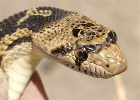 4 looking after a pet snake. Best Snakes for Kids to Keep as Pets: What You Need to Know