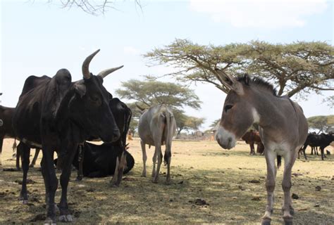 News Samuna And Her Donkeys At The Heart Of A Community The Donkey