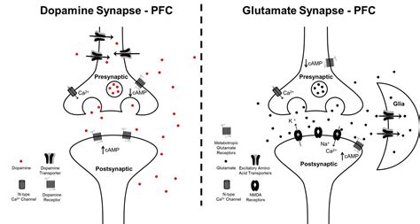 Dopamine And Glutamate Interactions In Adhd Implications For The