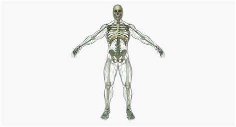 3d Human Lymphatic System With Full Body Skeleton