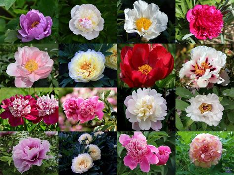 Types Of Peonies Different Categories And Varieties To Choose Florgeous