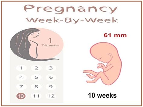 10 Week Symptoms Pregnancy Pregnancysymptoms