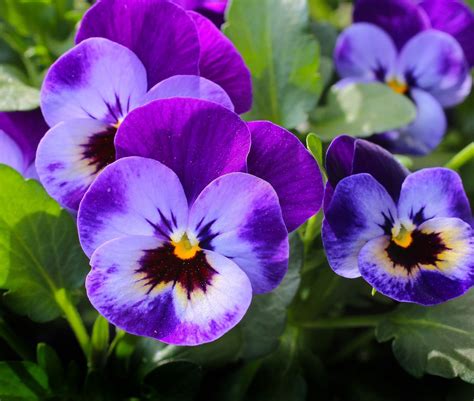 They can really brighten up your view, not just for one season, but for many years to come. East Texas Ag News: Planting winter-hardy flowers