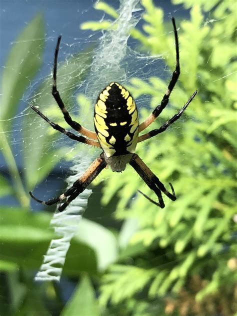 Yellow Garden Spider Dangerous Argiope Aurantia Black And Yellow