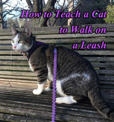 Have you ever seen a cat being walked on a leash? Walk Your Pet Month: How To Teach A Cat To Walk On A Leash ...