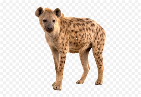 Popular And Trending Hyena Stickers Ten Interesting Facts About