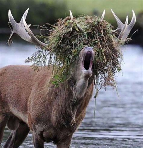 These 35 Hilarious Animal Fails Will Slay You 22 Words Funny Deer