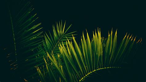 Palm Tree Leaves Branches 4k Wallpapers Hd Wallpapers