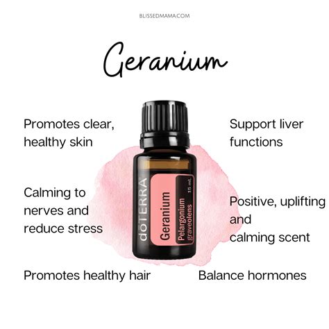 Geranium Essential Oil Benefits Uses And Sourcing With Doterra Co