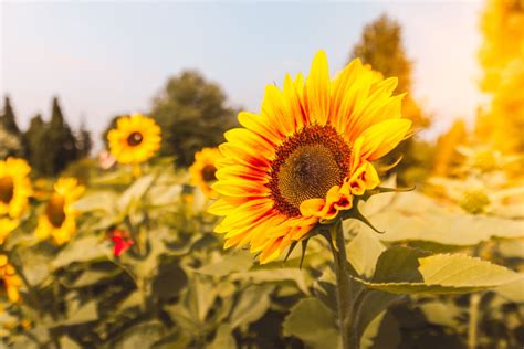 Sunflower Field At Sunset Jeshoots