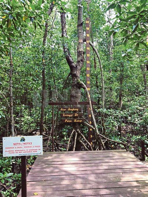 Pulau kukup national park is a small island off malaysia's west coast, with recently refurbished boardwalks through mangrove forests and observation towers with great views. There's benefit in them mangroves | New Straits Times ...