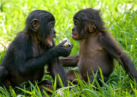 Exploring The Bonobos Connection To The Forest Ecosystem One Earth