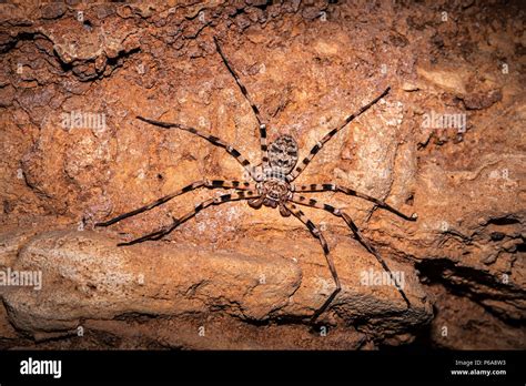 giant huntsman spider heteropoda maxima inside cave at nong ping laos largest spider by leg
