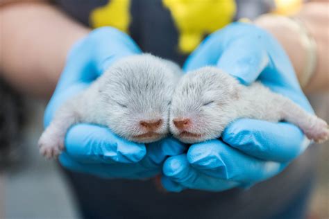 Baby Otters Born At The Santa Barbara Zoo