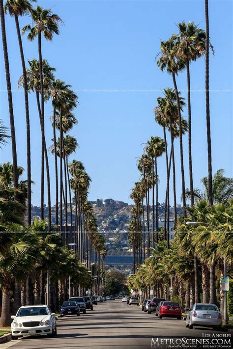 Los Angeles April 2013 California Palm Trees Los