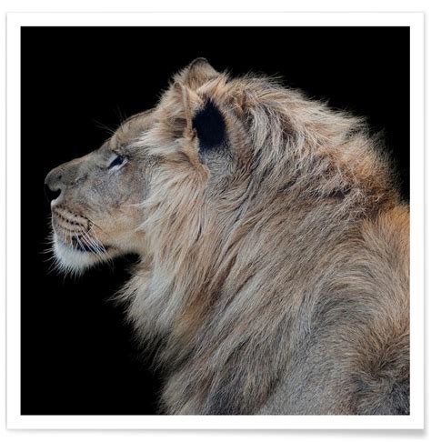Lion Profile By Lothare Dambreville Poster Juniqe