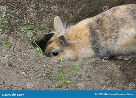 Rabbit Is Digging A Rabbit Hole Stock Photo Image Of Digging Small