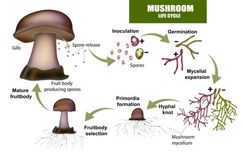 A Detailed Explanation Of The Mushroom Life Cycle Grocycle My Xxx Hot