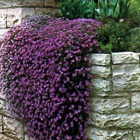 Aubrieta Rock Cress Cascade Purple Flower Seeds Perennial 50 Etsy