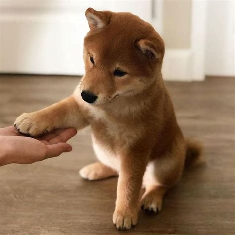 A small, alert and agile dog that copes very well with mountainous terrain and hiking trails. 15 Cute Shiba Inu Photos To Brighten Your Day | PetPress