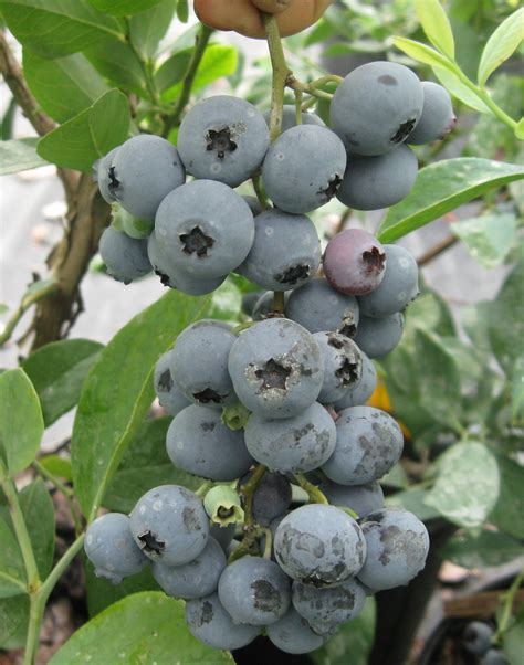 Blueberries Are Easy To Grow Community Blogs