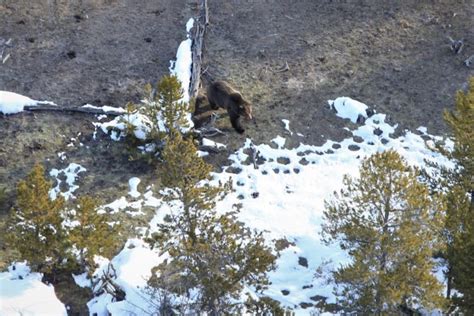 Yellowstone National Park Announces First Confirmed Grizzly Bear