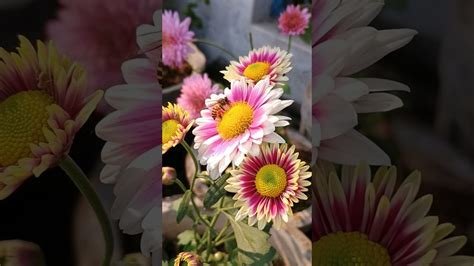 Life is incomplete without nature's embrace. 🌿 #Nature #music #peace #