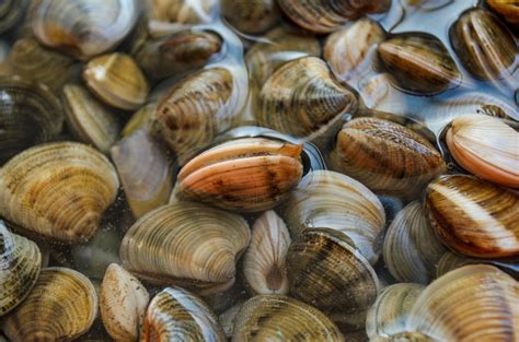You can use water, white wine, beer, with even some fresh lemon juice and butter added. Clam shells help scientist interpret 1,000 years of ocean ...
